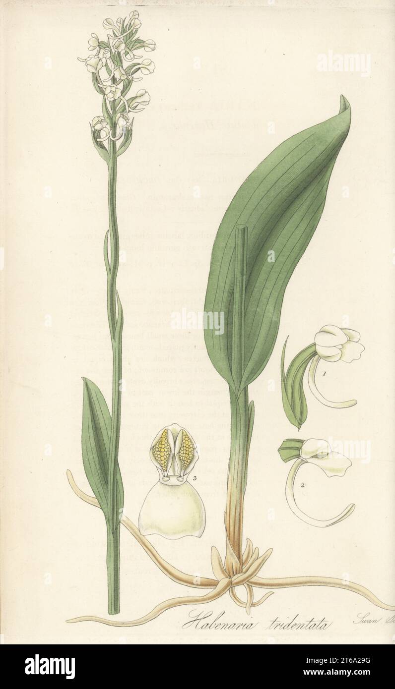 Club-spur orchid or small green wood orchid, Platanthera clavellata. Tridendate habenaria, Habenaria tridentata. Native to North America and Canada, introduced by Scottish botanist John Goldie and flowered at Monkwood Grove. Handcoloured copperplate engraving by Joseph Swan after a botanical illustration by William Jackson Hooker from his Exotic Flora, William Blackwood, Edinburgh, 1823-27. Stock Photo