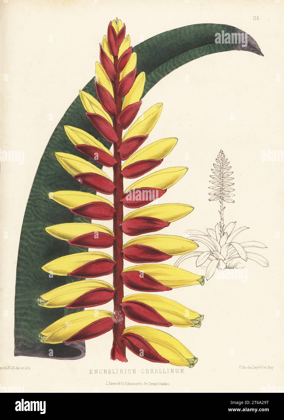Vriesea platynema, bromeliad native to the West Indies and South America. Imported by nurseryman William Bull, King's Road, Chelsea. As Encholirion corallinum. Handcolored botanical illustration drawn and lithographed by Worthington George Smith from Henry Honywood Dombrain's Floral Magazine, New Series, Volume 3, L. Reeve, London, 1874. Lithograph printed by Vincent Brooks, Day & Son. Stock Photo