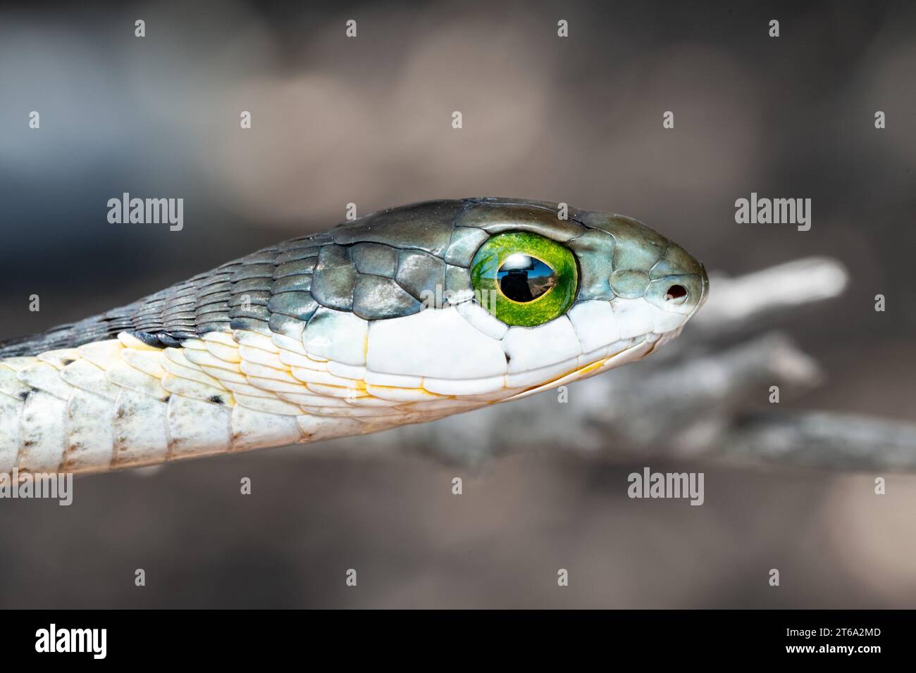 A bright green snake with two circular eyes perched on a tree branch Stock Photo