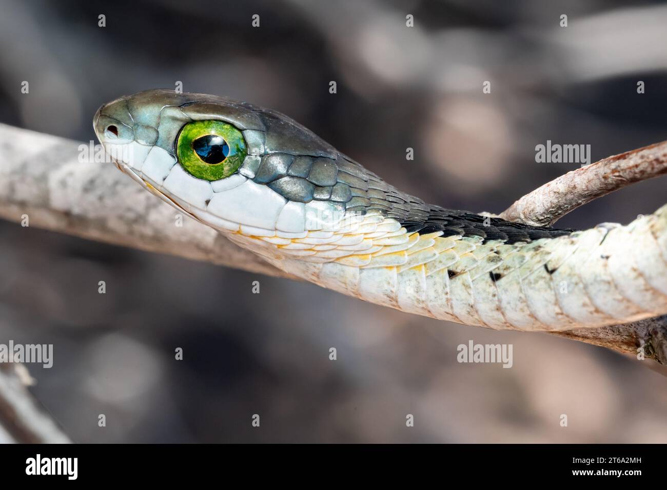 A snake coiled around a branch with its bright green eyes staring into the camera Stock Photo