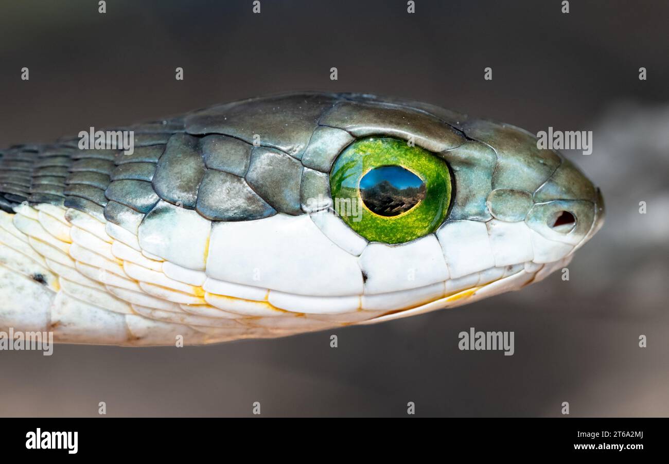 A small green snake perched on a wooden stick, its large eye staring intently at the camera Stock Photo