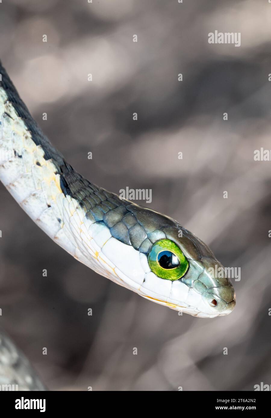 A green-eyed snake looking curiously at something in its proximity Stock Photo