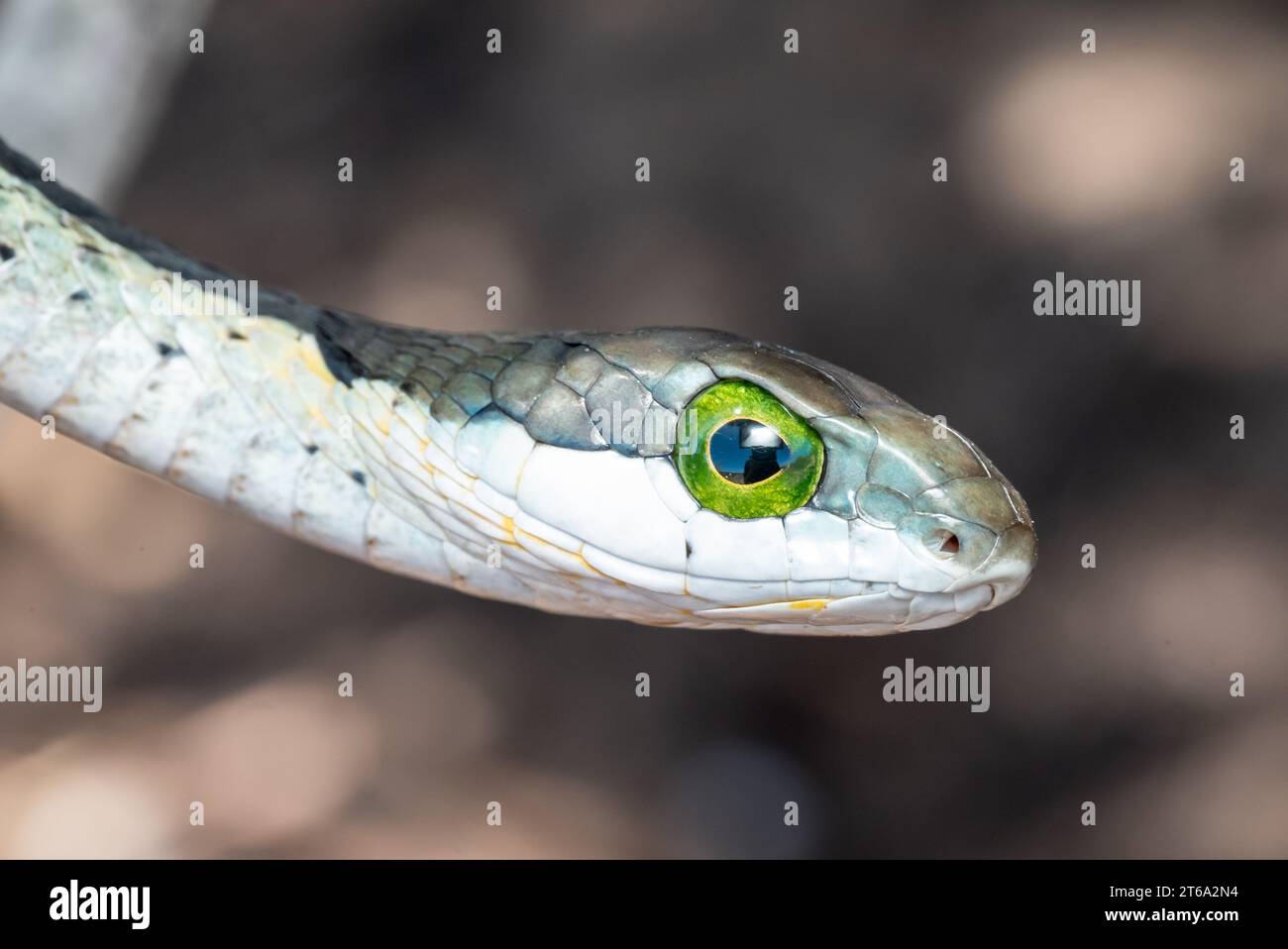 A small snake's head and beady green eyes, looking straight at the camera Stock Photo