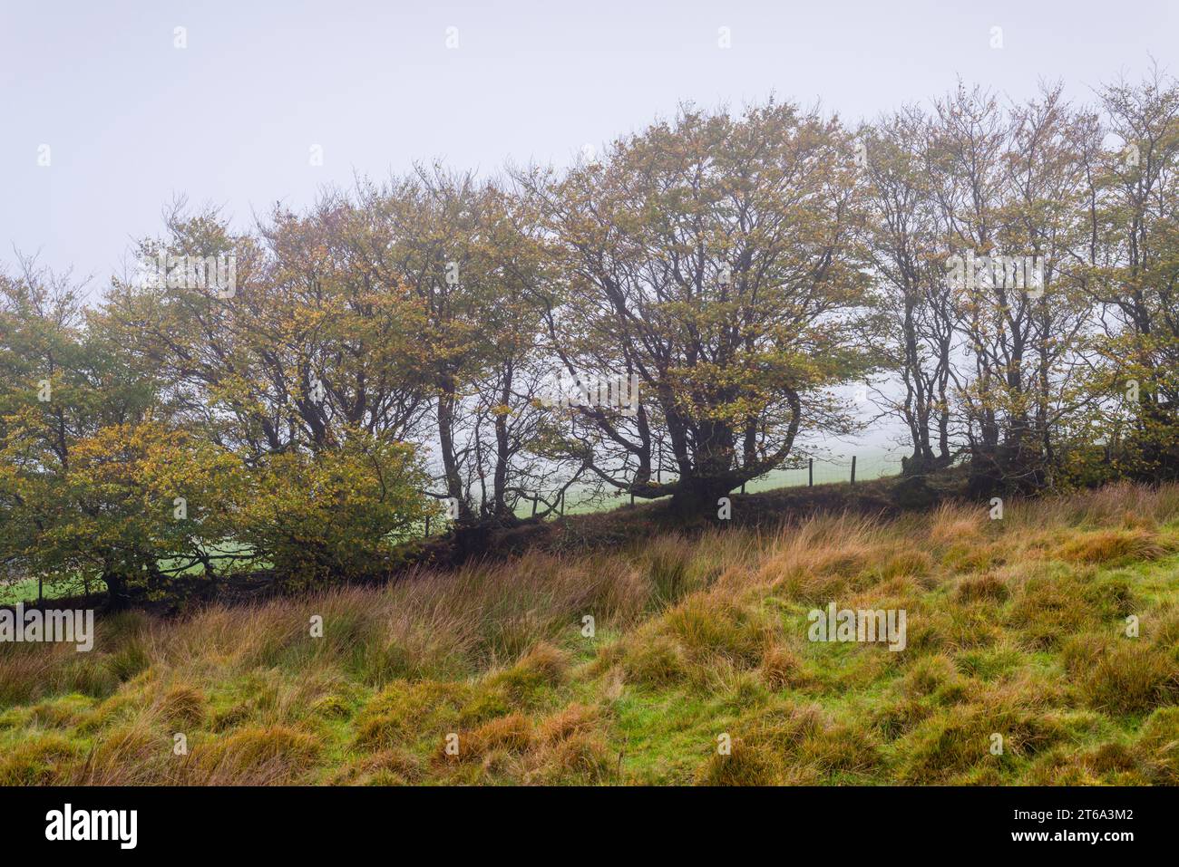 A beech hedgebank in autumn at Great Ashcombe near Simonsbath in the Exmoor National Park, Somerset, England. Stock Photo