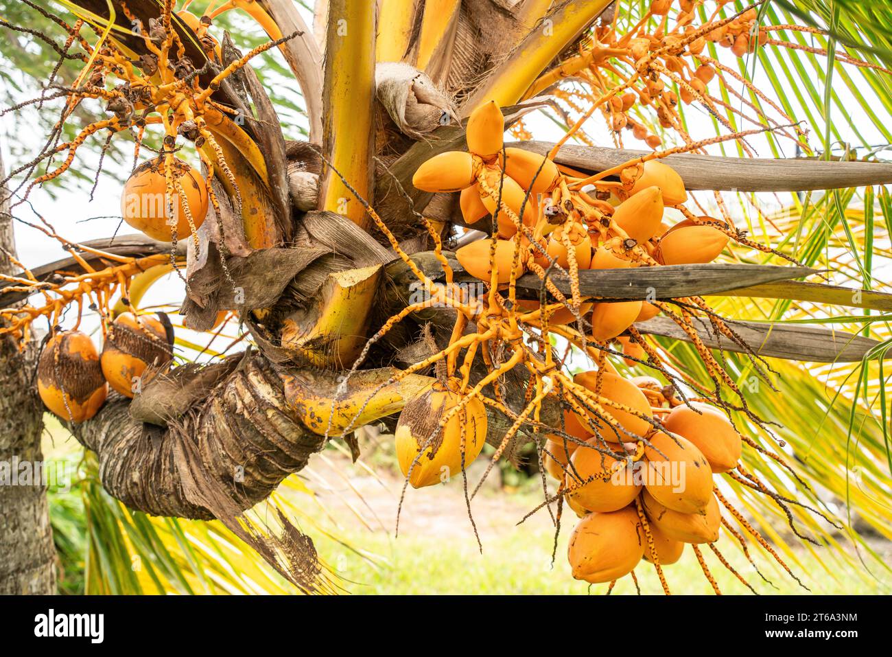 The Kampong, National Tropical Botanical Garden in Miami, Florida
