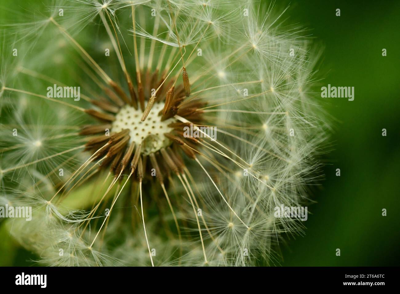Dandelion Stock Photo