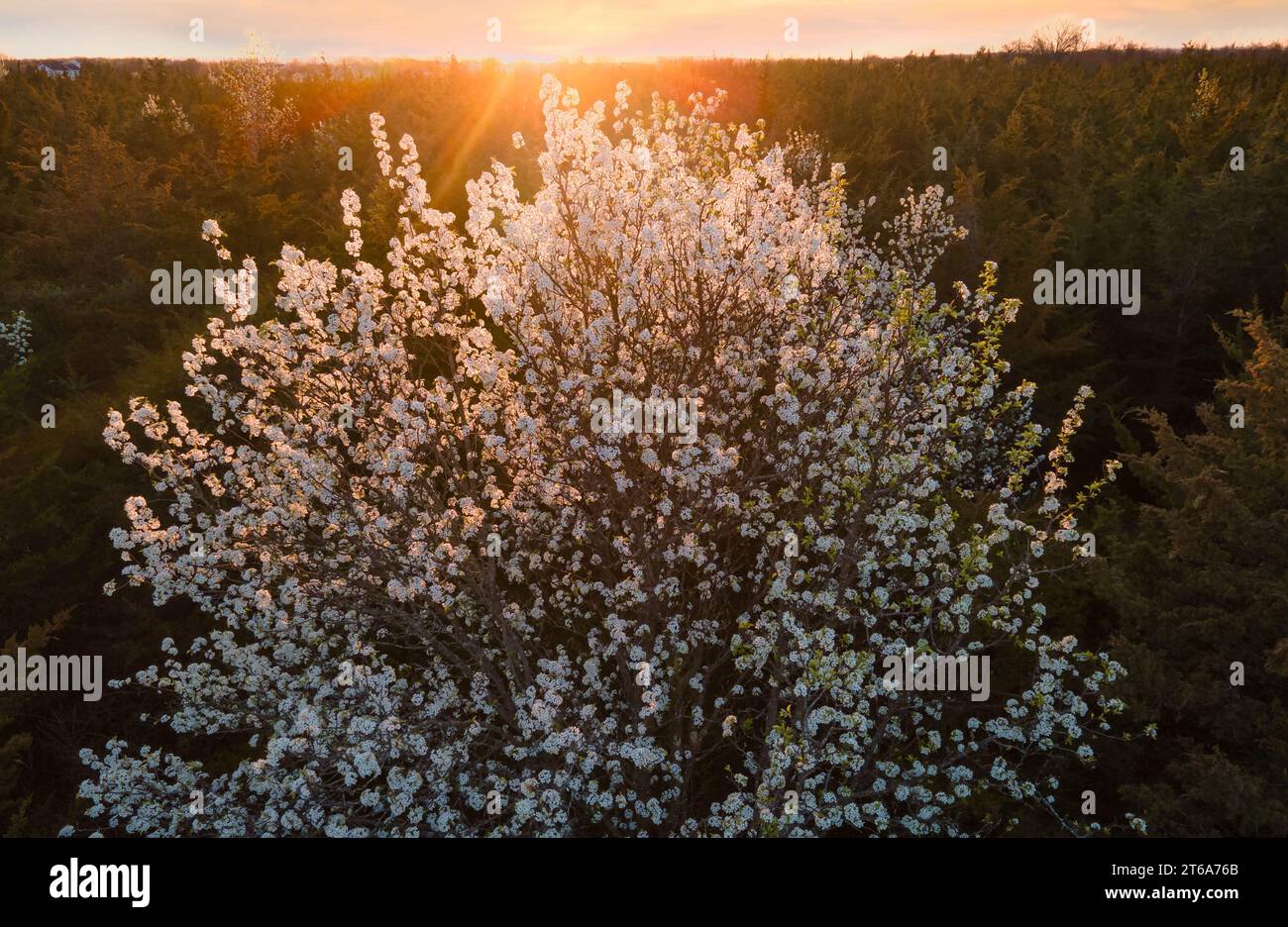 Aerial view blooming trees hi-res stock photography and images - Alamy