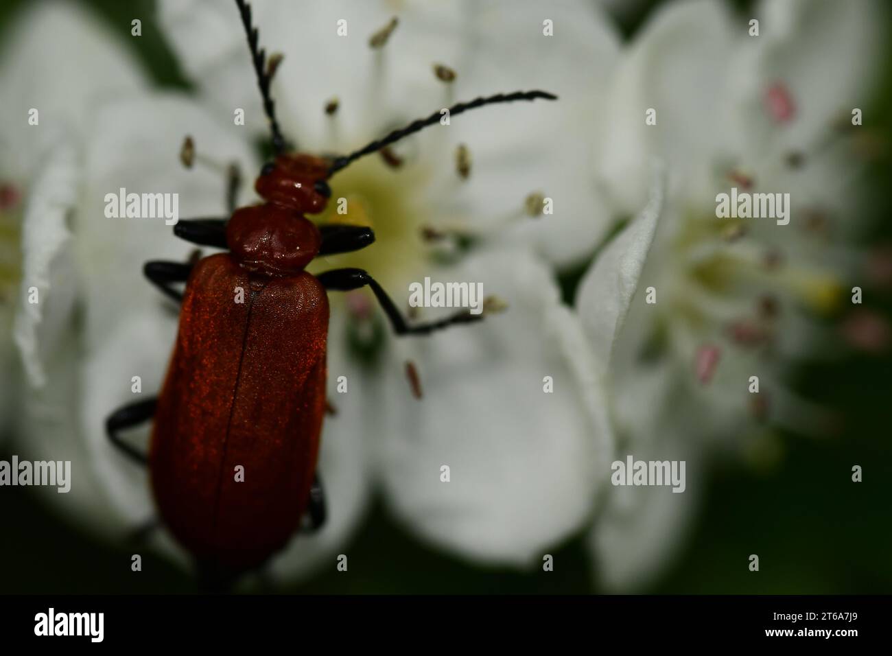 Insects of ireland hi-res stock photography and images - Alamy