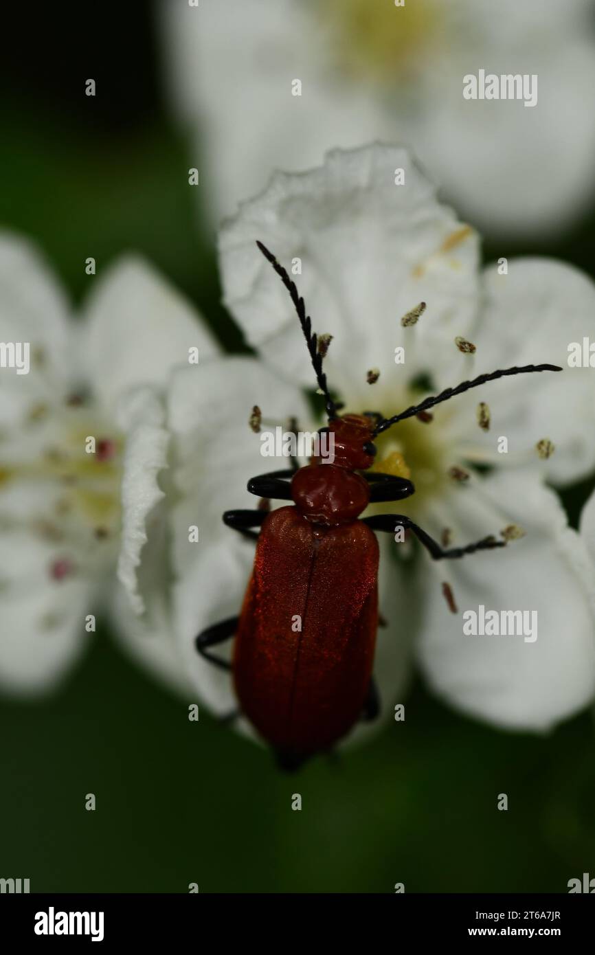 Ireland invertebrate hi-res stock photography and images - Alamy