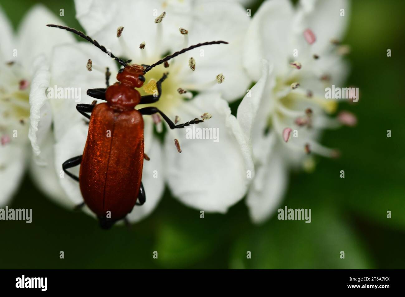 Insects fauna hi-res stock photography and images - Alamy