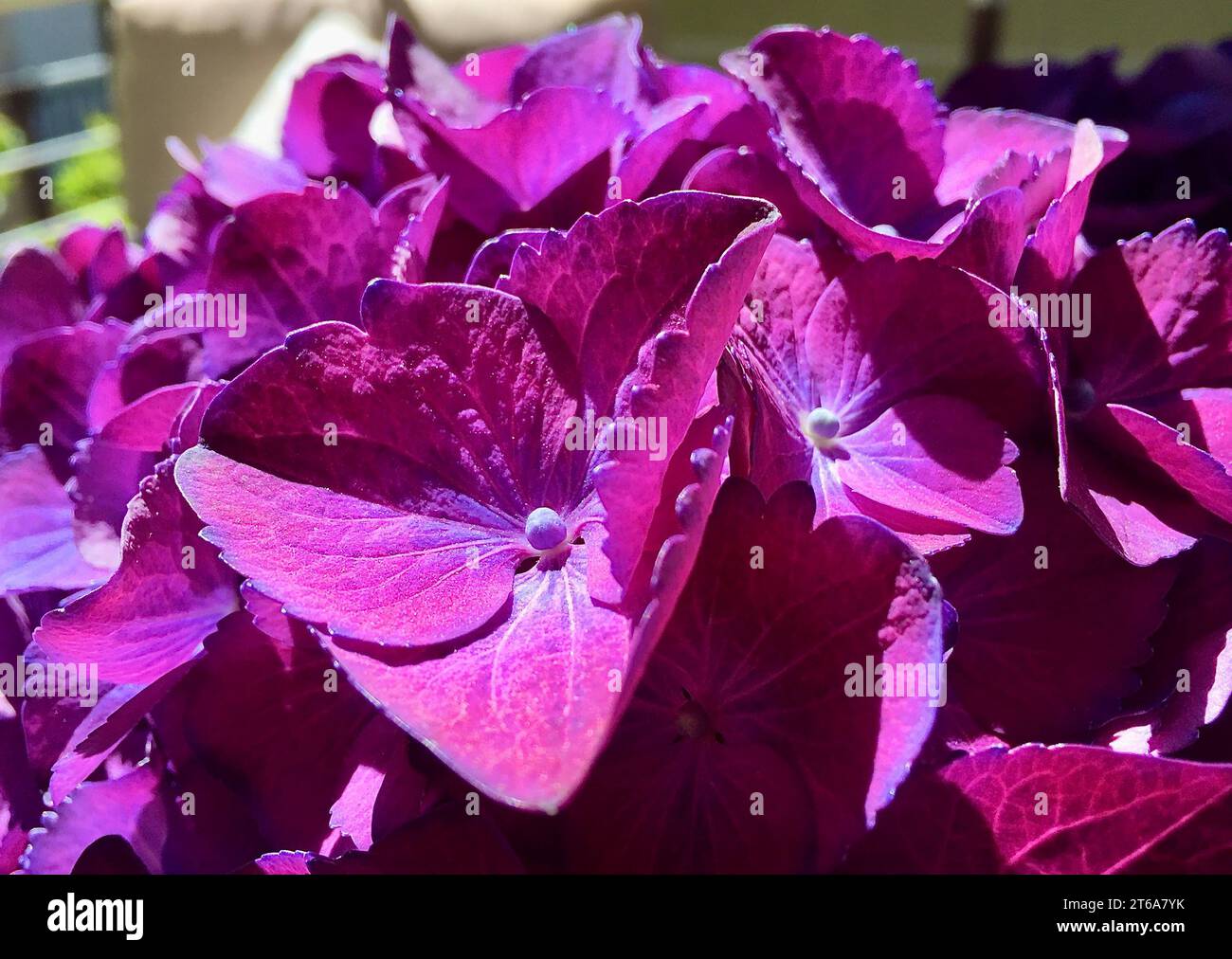 Vibrant purple bloom atop hi-res stock photography and images - Alamy