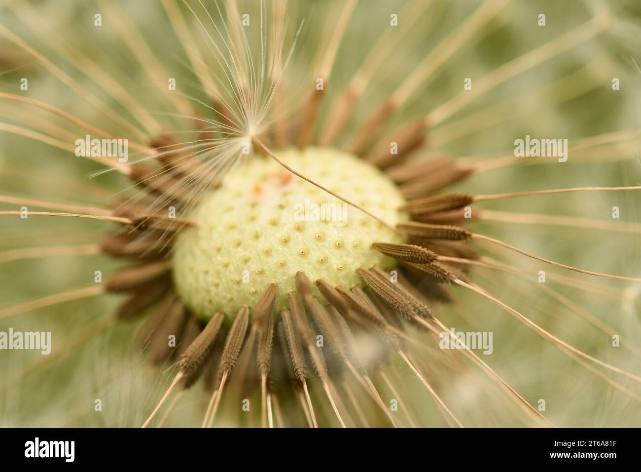 Photo of a dandelion hi-res stock photography and images - Alamy