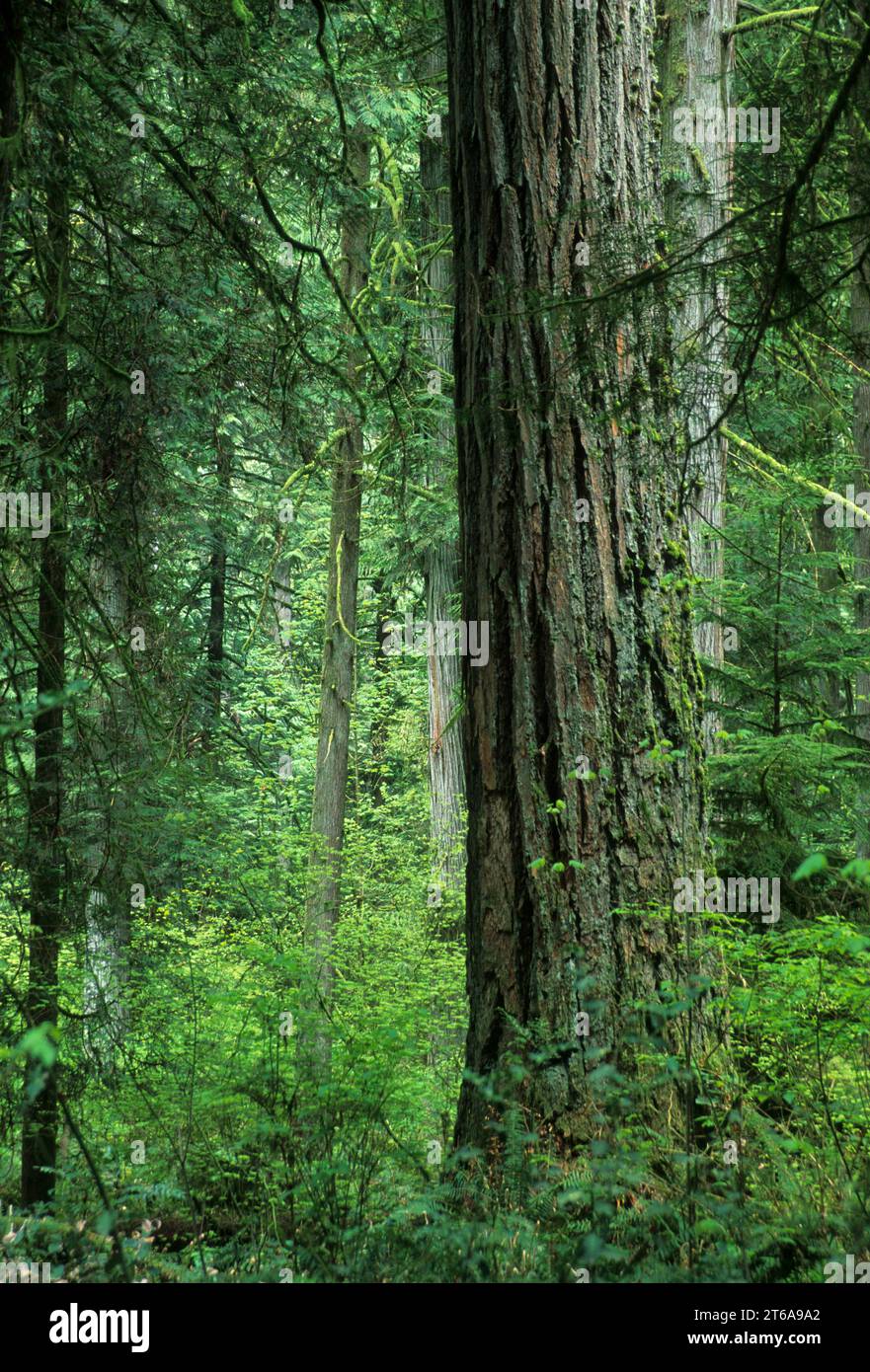 Ancient forest, Lewis & Clark State Park, Washington Stock Photo