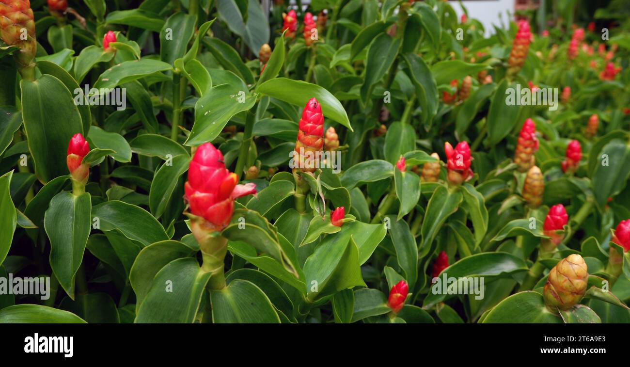 Close up of a tropical plant named Costus woodsonii or Pacing Pentul. It has red flower like lipstick with small green leaves. Stock Photo