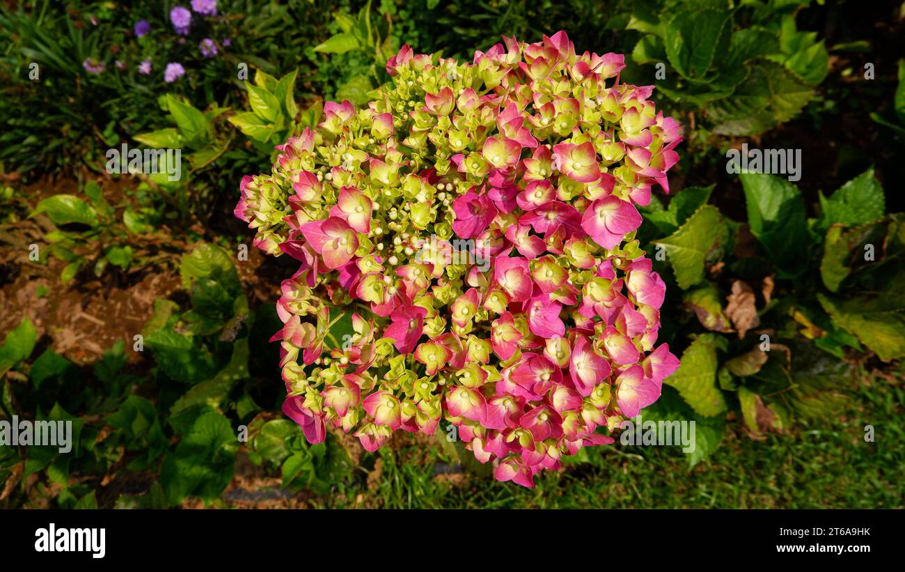 Hydrangea macrophylla pink double hi-res stock photography and images ...