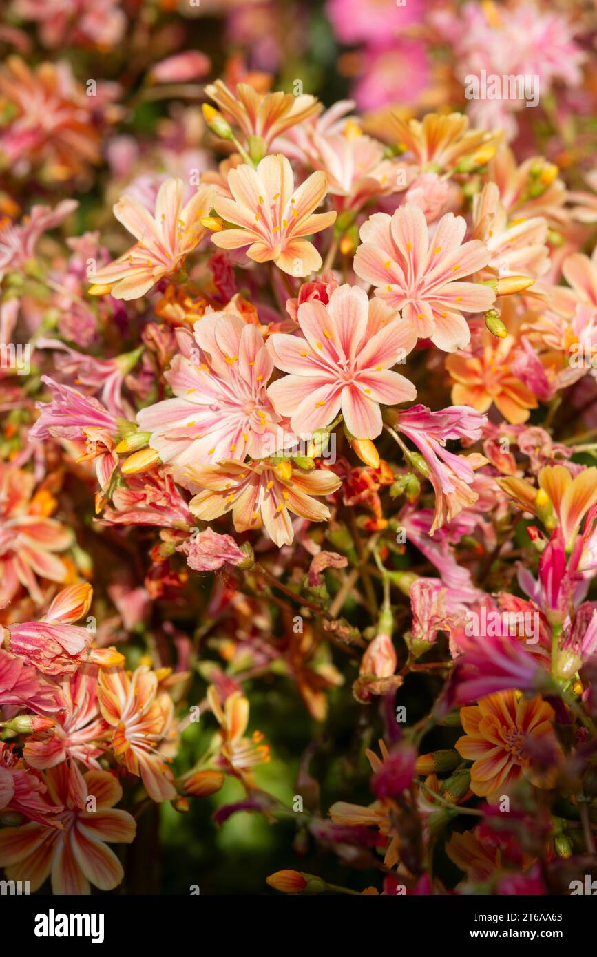 Imperial Lewisia Flowers, Lewisia Cotyledon Stock Photo