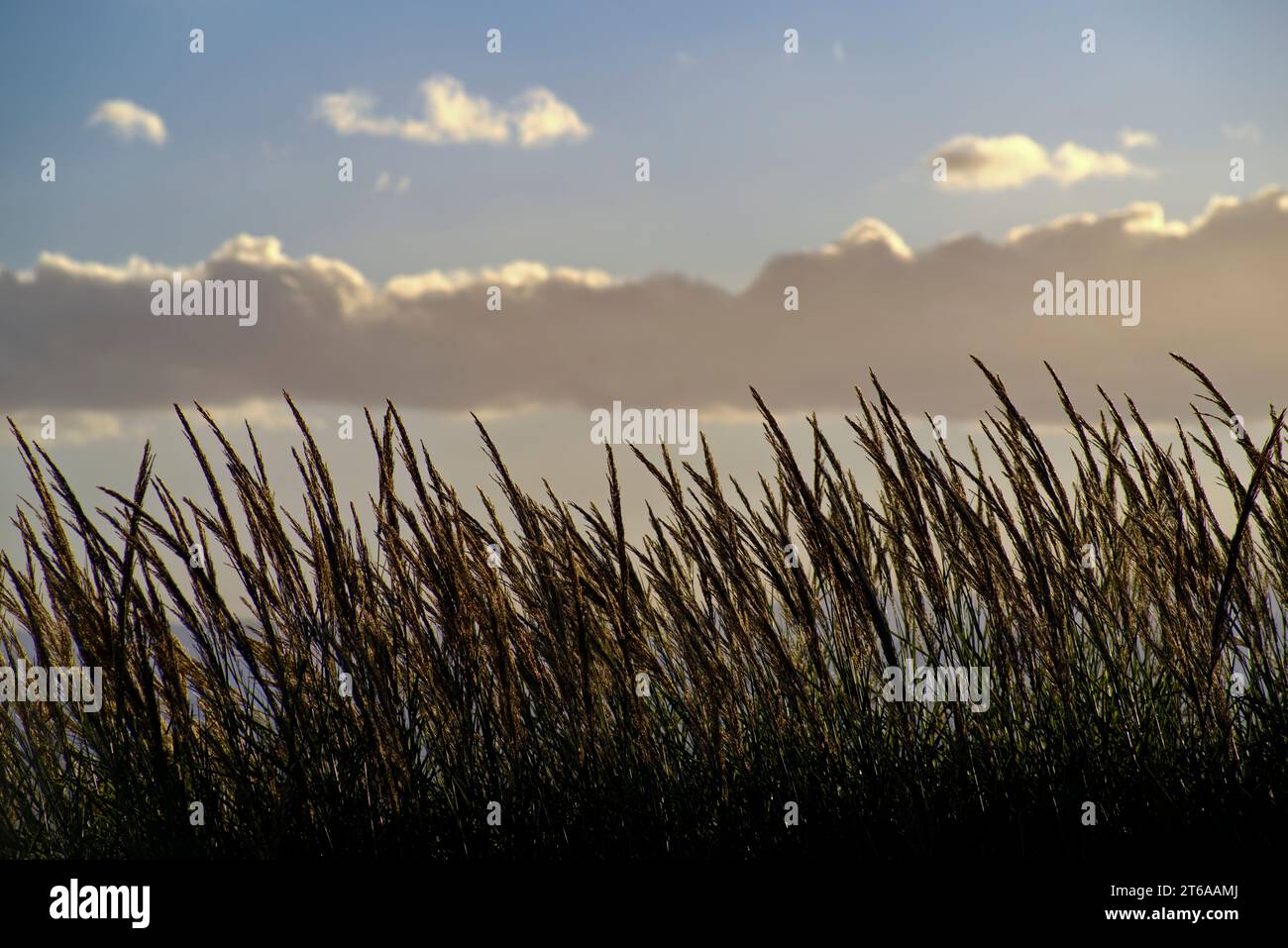 Canne palustri hi-res stock photography and images - Alamy