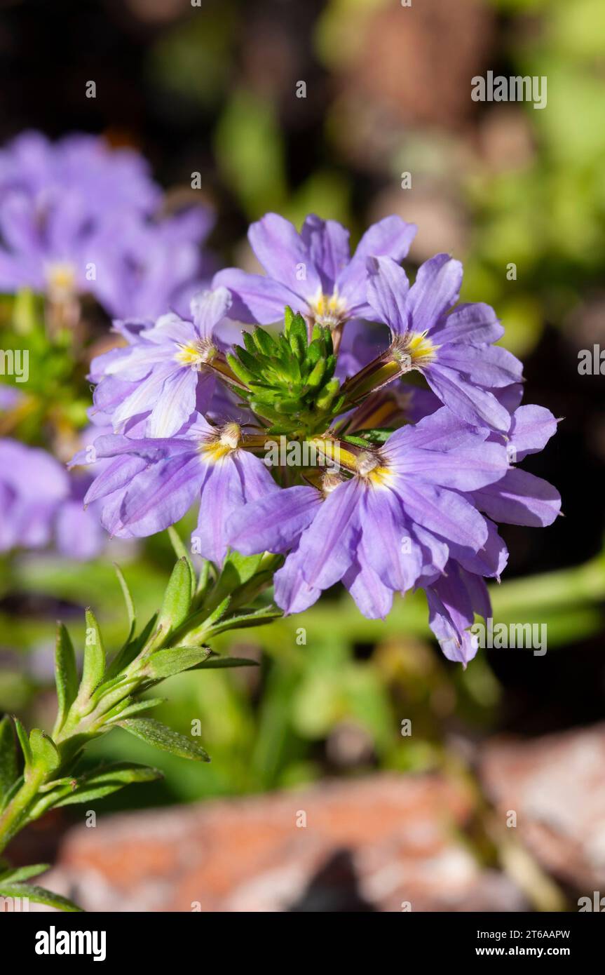 Purple Fan Flower, Scaevola Nitida Stock Photo