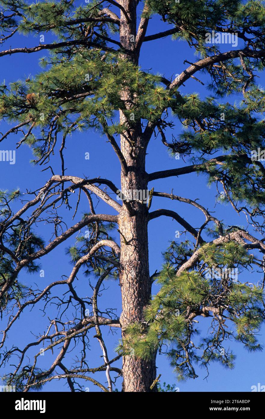 Ponderosa pine, Okanogan County, Washington Stock Photo