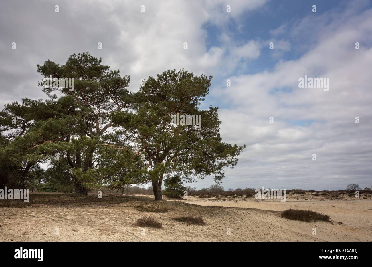 A few trees on a sand plain in the vast nature reserve of the Balloërveld in Drenthe. Stock Photo