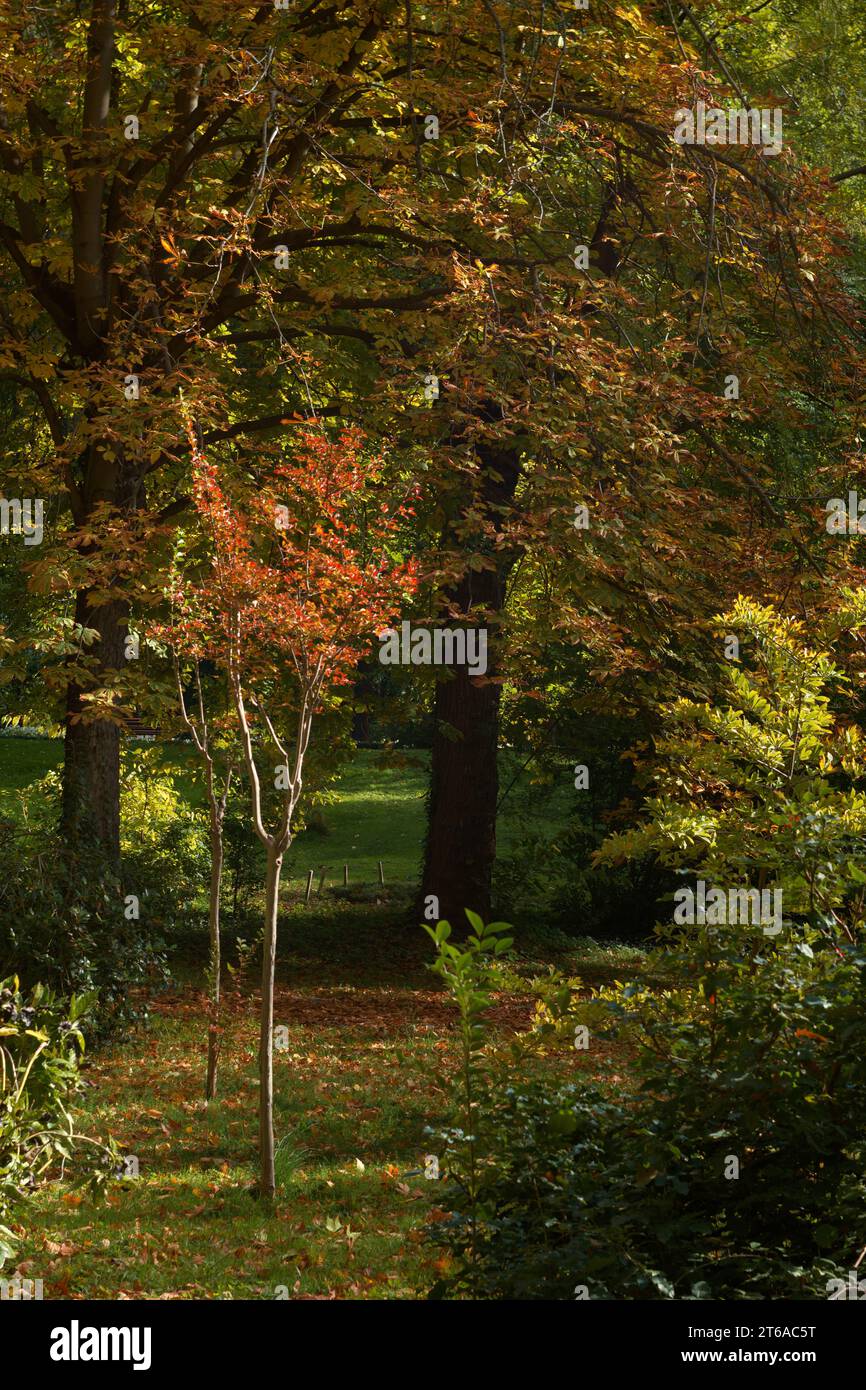 fall, autumn, foliage, tree, park, landscape, scenery, color, season ...