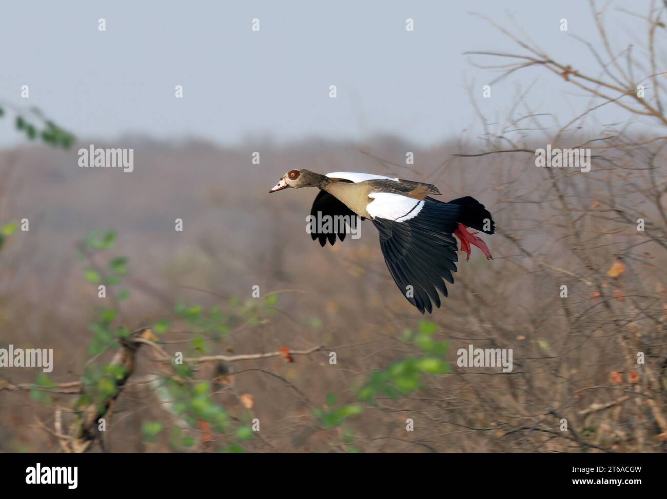 Egyptian goose, Nilgans, Ouette d'Égypte, Alopochen aegyptiaca, nílusi lúd, Zambezi National Park, Zimbabwe, Africa Stock Photo