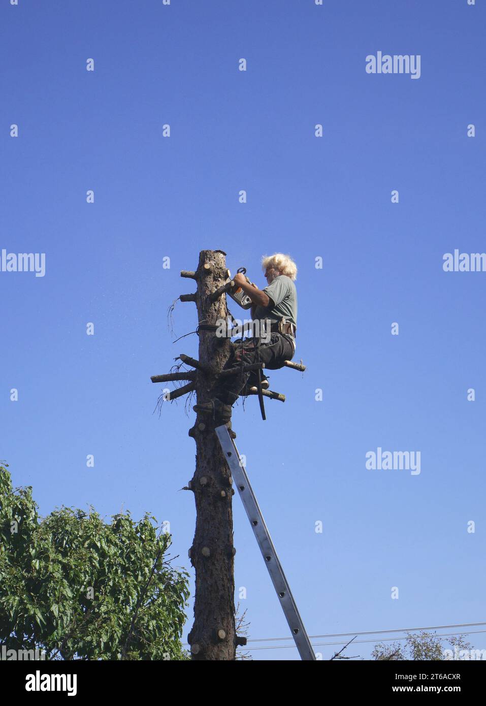 A tree cutter cutting down a dead pine tree, Szigethalom, Hungary Stock Photo Alamy