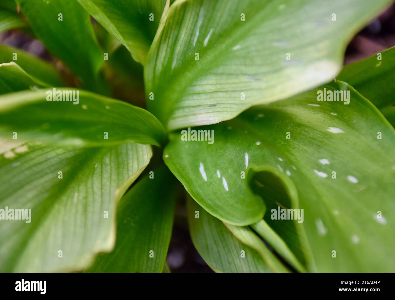 Plant Leaves Stock Photo