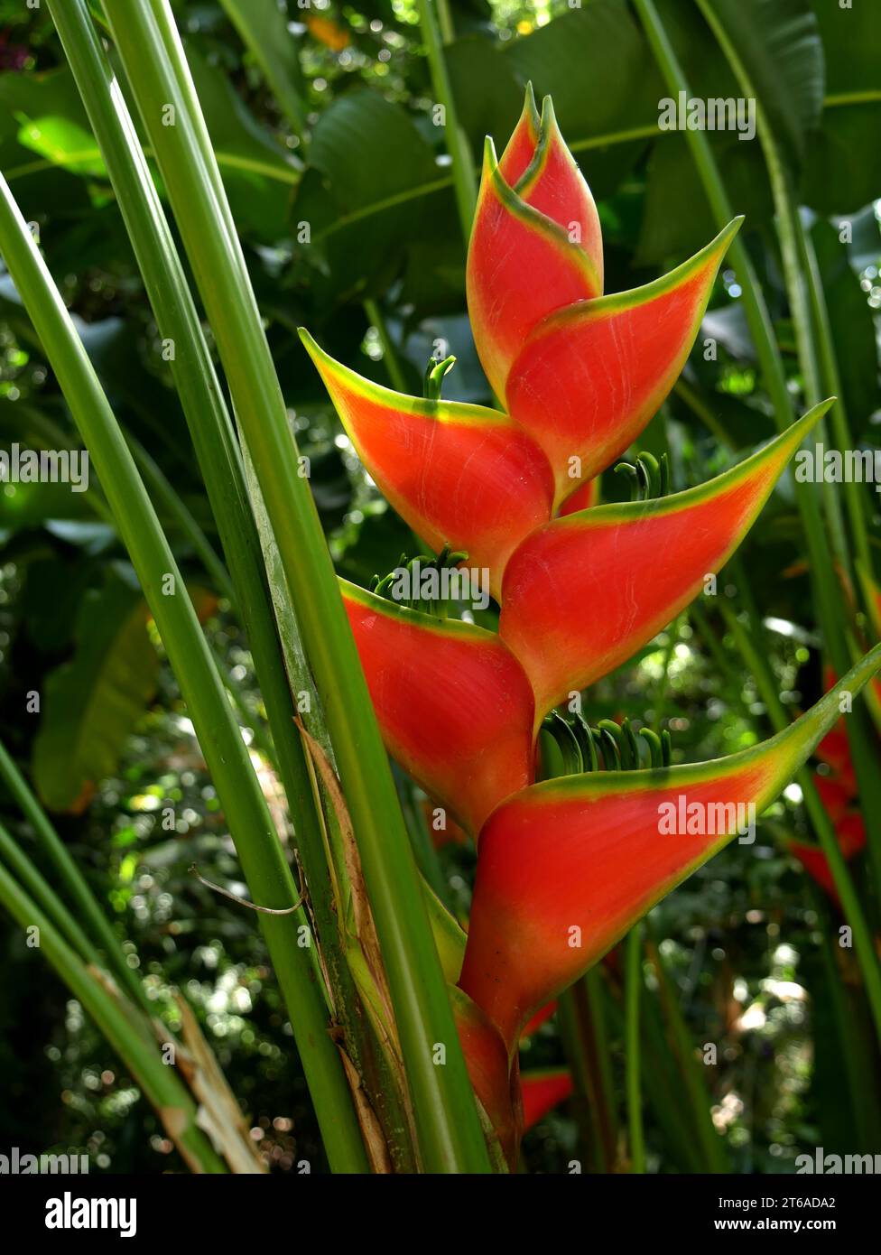 Heliconia wagneriana Petersen flower, tropical garden Stock Photo
