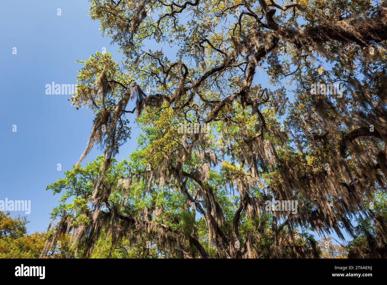 Live oak tree with Spanish moss in Savannah, USA Stock Photo
