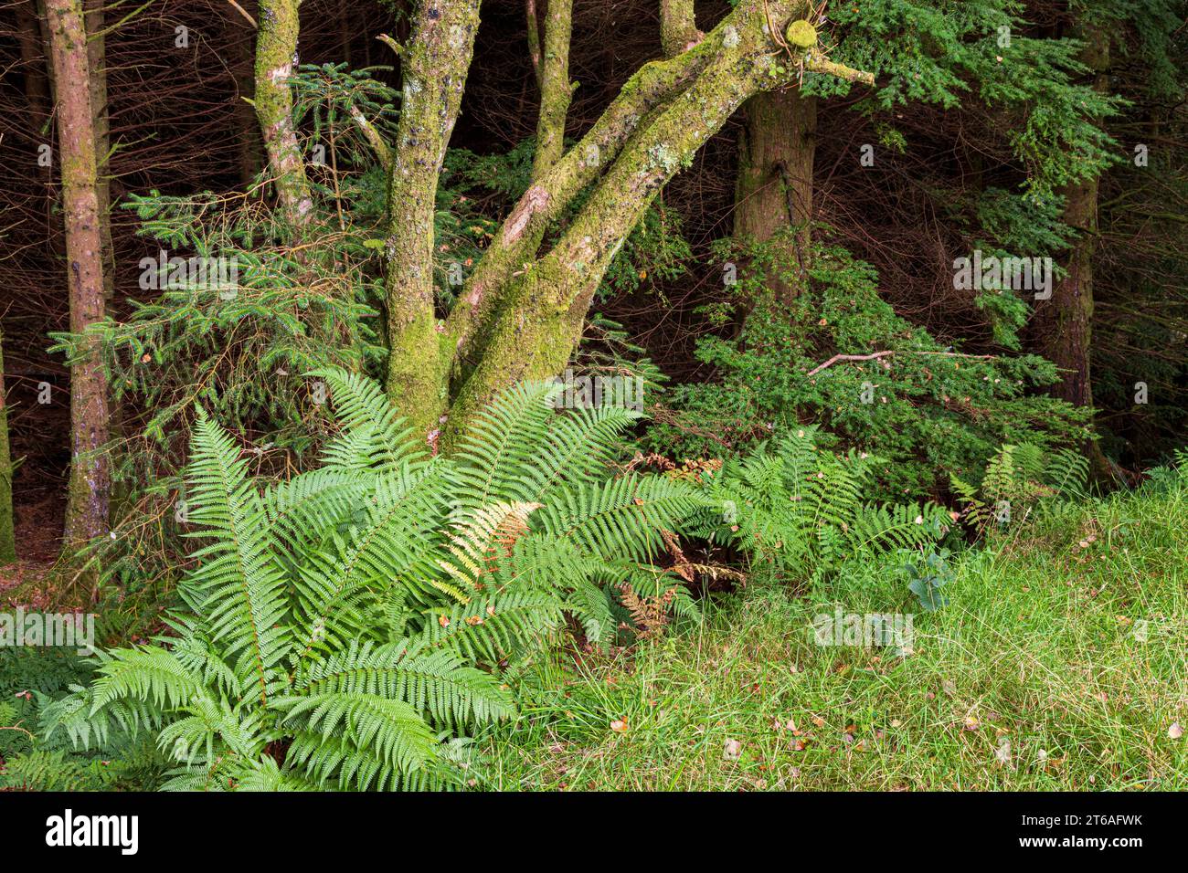 Ferns and trees in Ardcastle Wood near Lochgair,  Argyll & Bute, Scotland UK Stock Photo