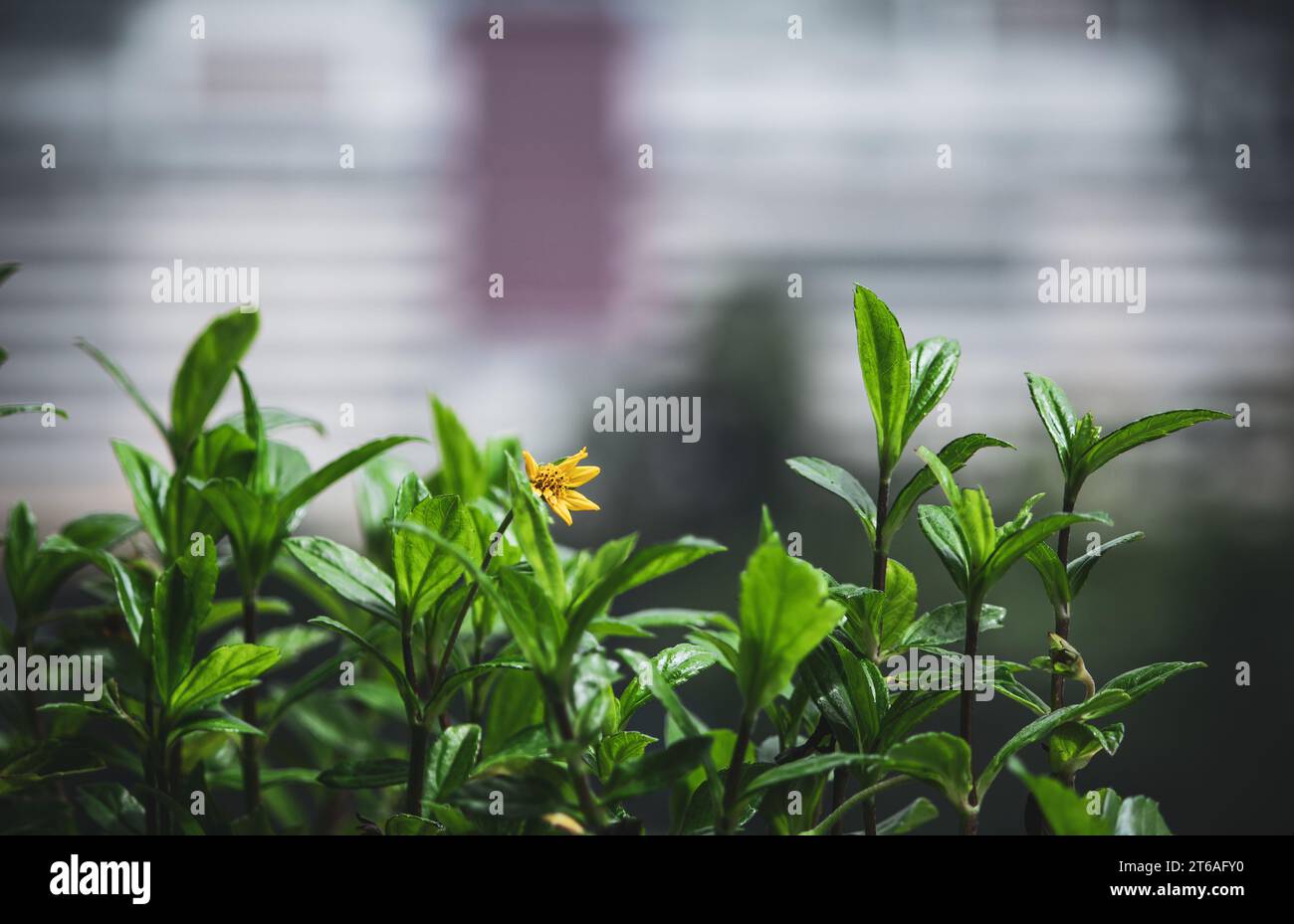 View of plants in foreground along the Genting Highlands, Malaysia Stock Photo