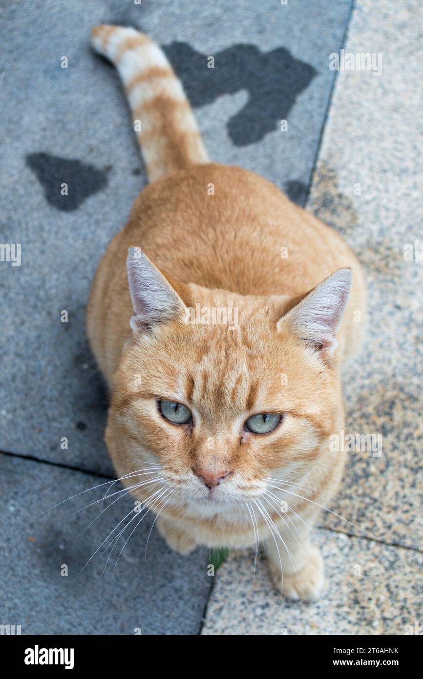 Gato domesticado hires stock photography and