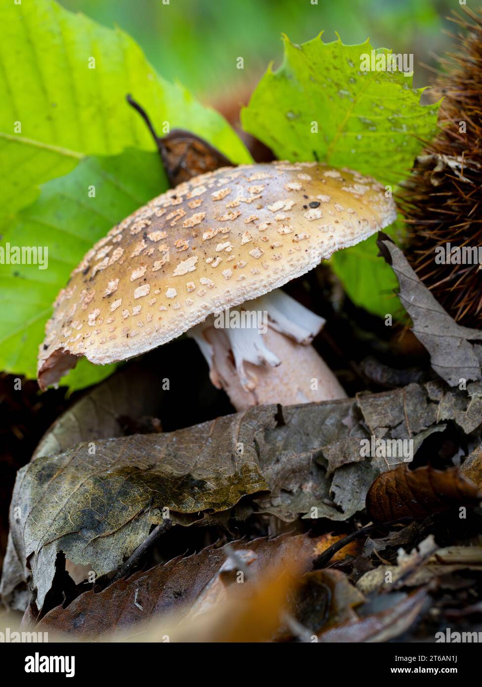 blushing amanita (Amanita rubescens) on a forest floor with blurred background Stock Photo