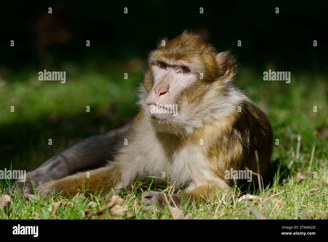 Barbary Macaque (Macaca sylvanus) | Berberaffe oder Magot (Macaca sylvanus) Stock Photo