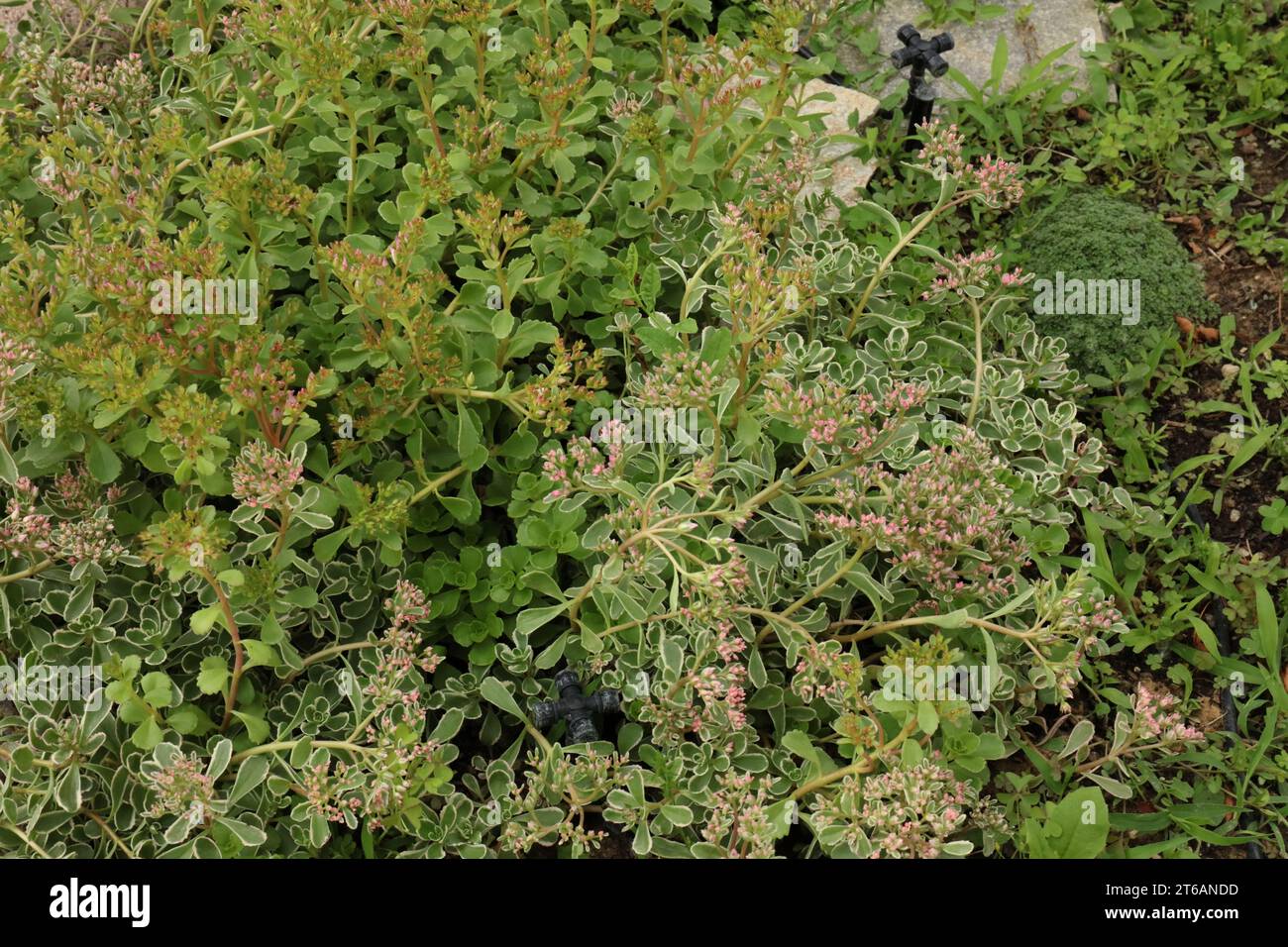 A variety of sedum plants with pink flower buds in a garden, in the summer, in Wisconsin Stock Photo