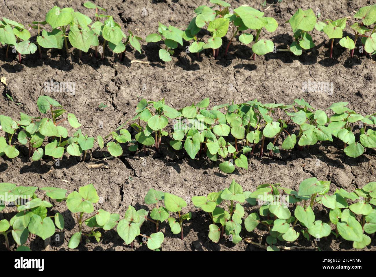 Soybean seedlings hi-res stock photography and images - Alamy