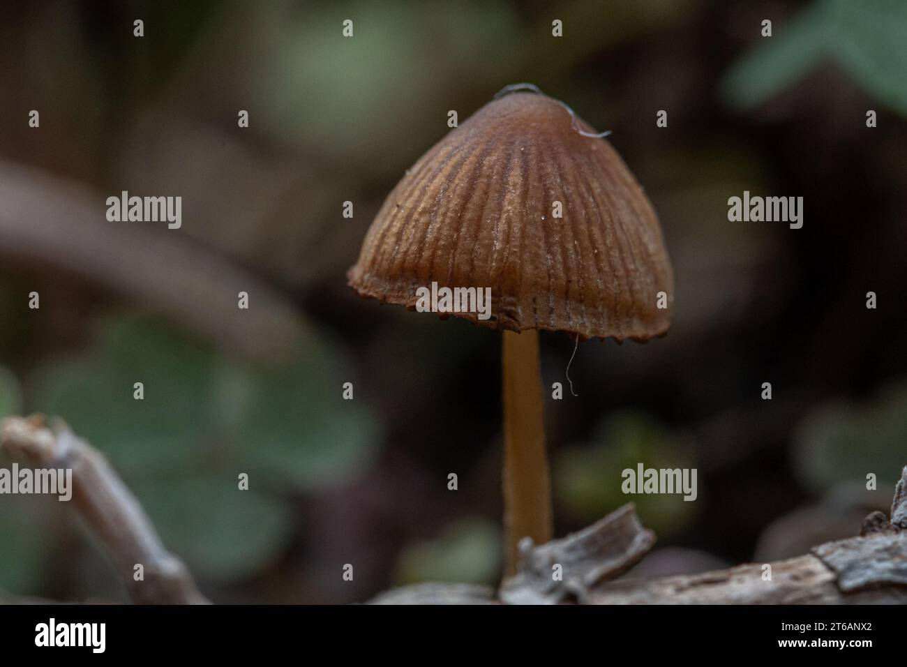 Small mushroom in the foreground in the undergrowth Stock Photo