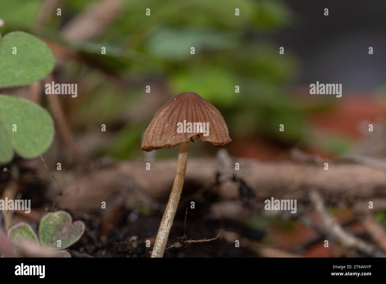 Small mushroom in the foreground in the undergrowth Stock Photo