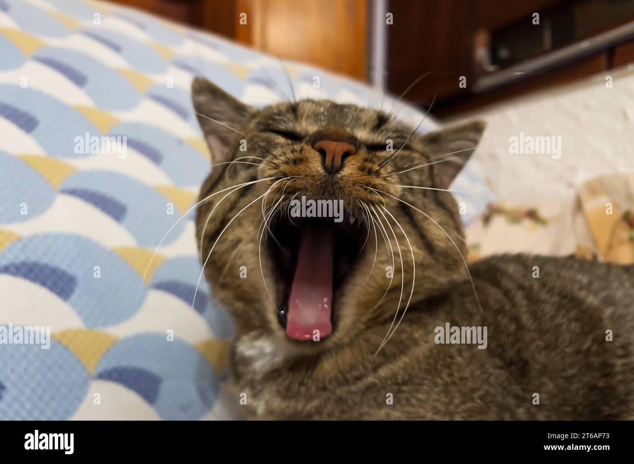 bored cat yawning Stock Photo