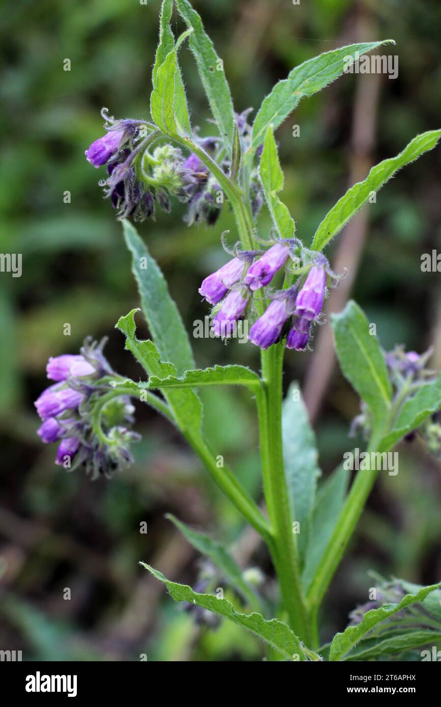 In the meadow, among wild herbs the comfrey (Symphytum officinale) is blooming Stock Photo