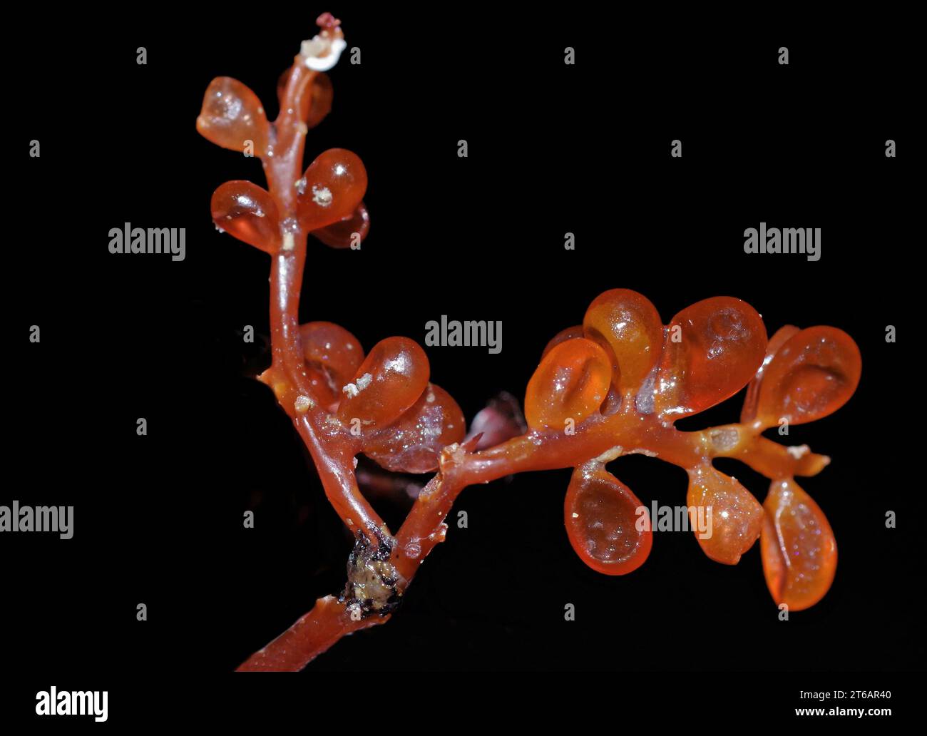Seaweed - caulerpa racemosa (Digital processing) Stock Photo