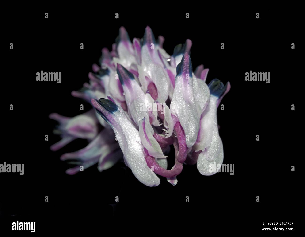 fumaria capreolata close-up (Digital processing) Stock Photo