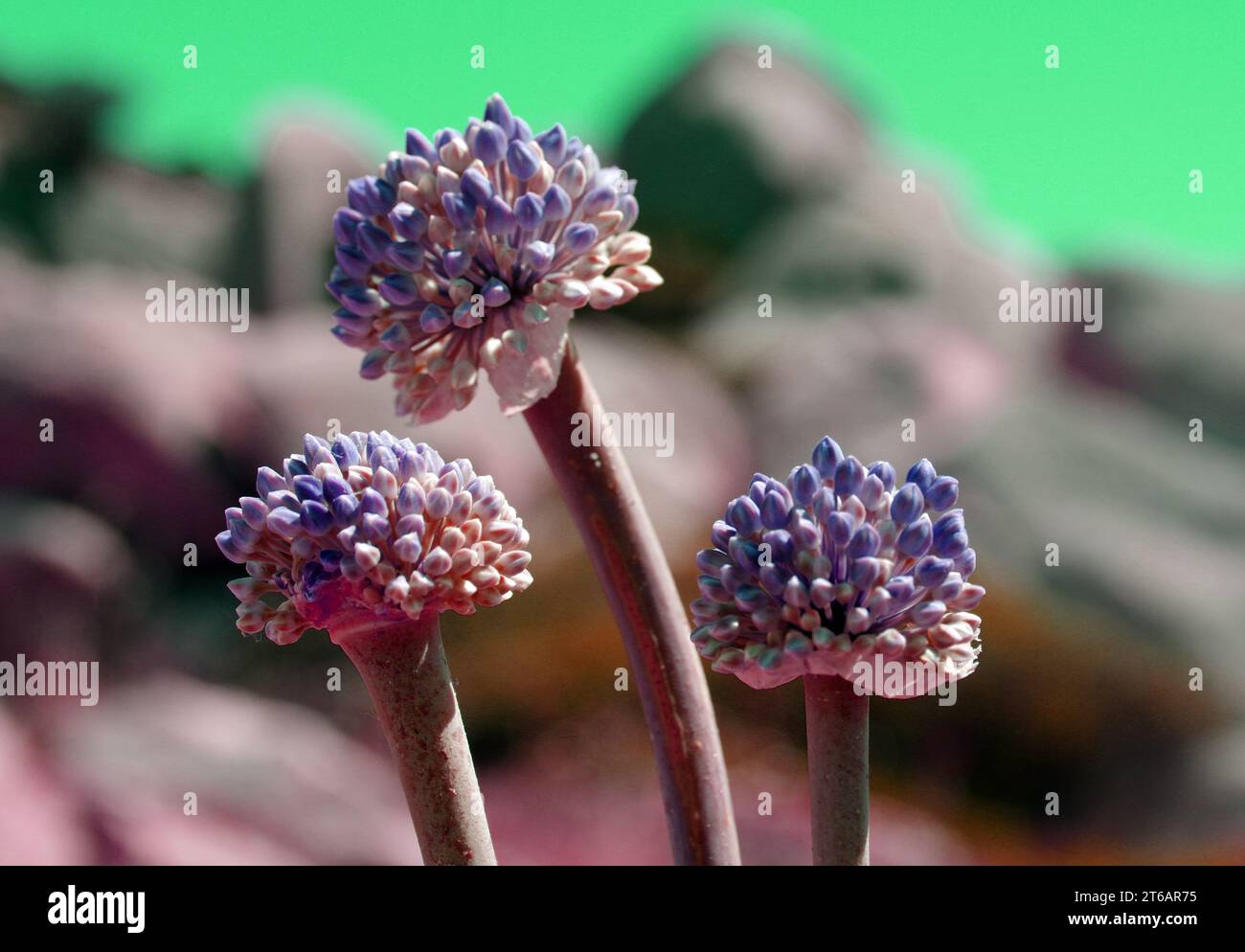 Wild garlic flowering Stock Photo