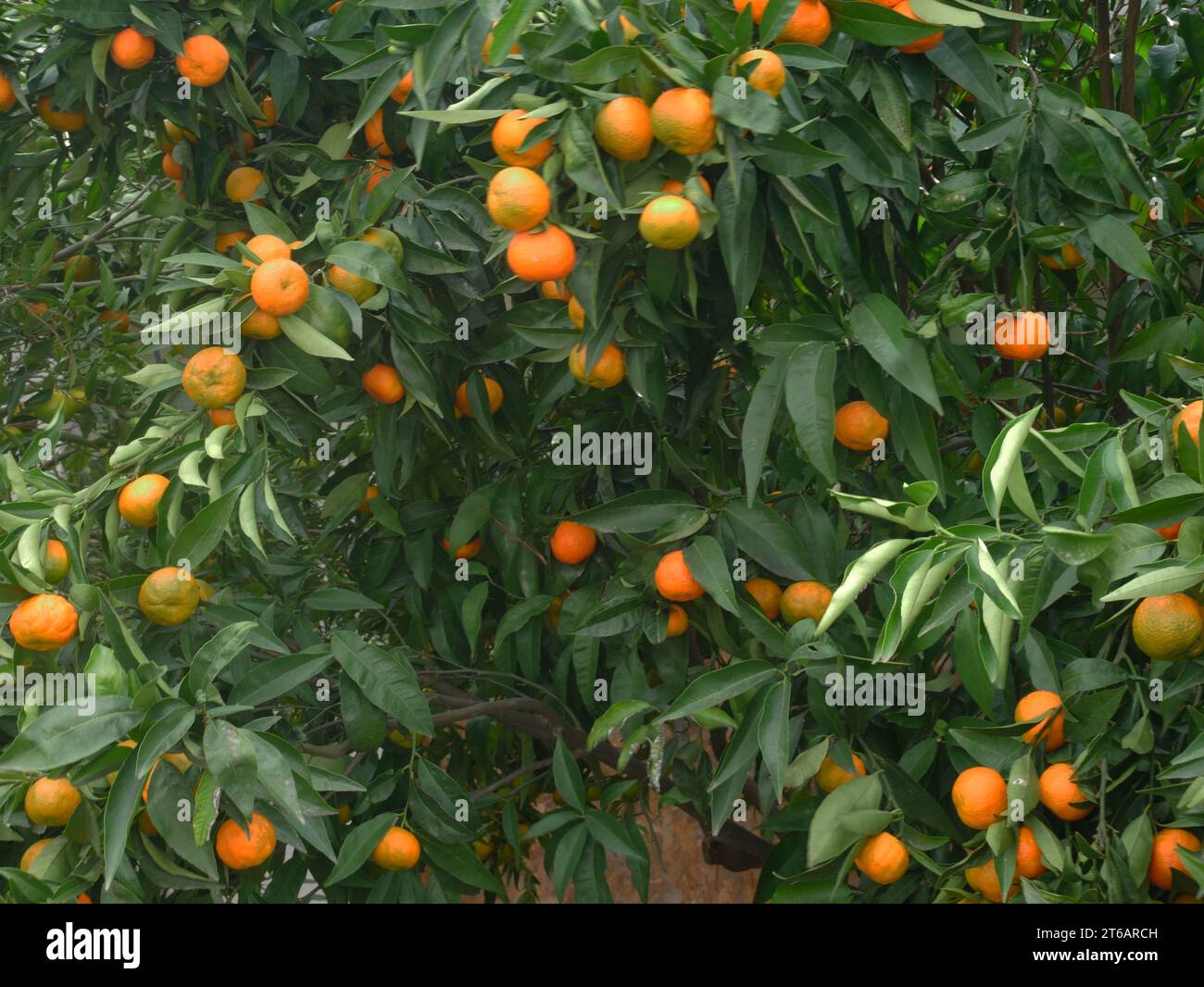 Tangerine tree hi-res stock photography and images - Alamy