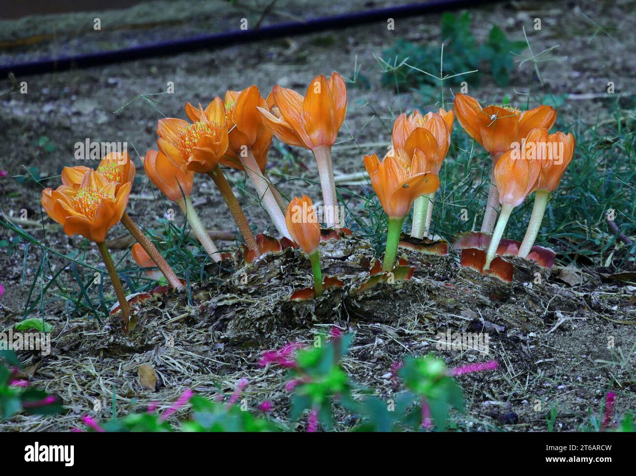 Blood Lily flower - haemanthus coccineus (Digital processing) Stock Photo