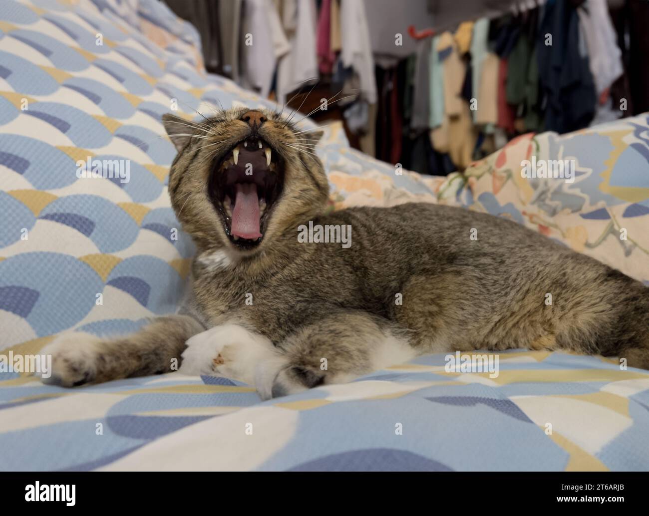 bored cat yawning Stock Photo