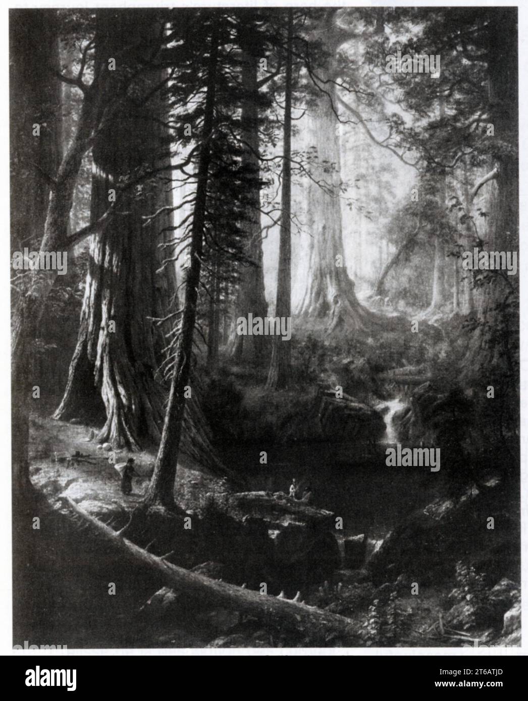 Albert Bierstadt. Les séquoias géants de Californie.1874 Stock Photo