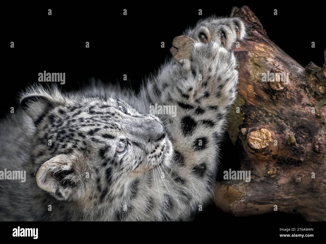 Male snow leopard cub looking cute Stock Photo