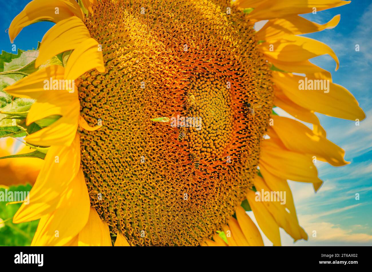 Bees collect pollen on a sunflower flower Stock Photo - Alamy